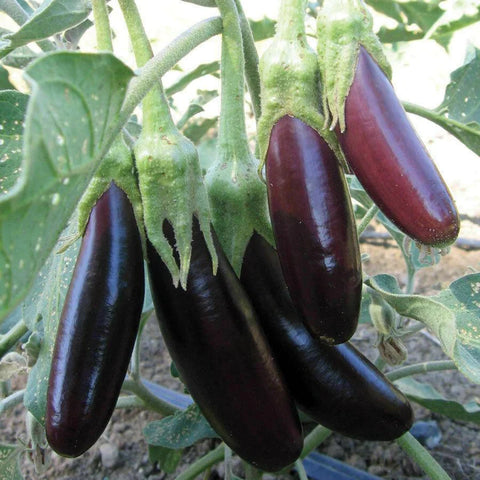 MIGardener Seeds Eggplant Little Fingers