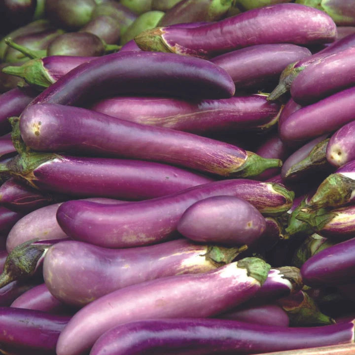 MIGardener Seeds Eggplant Ping-Tung Long