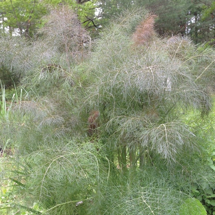 MIGardener Seeds Fennel Bronze Leaf