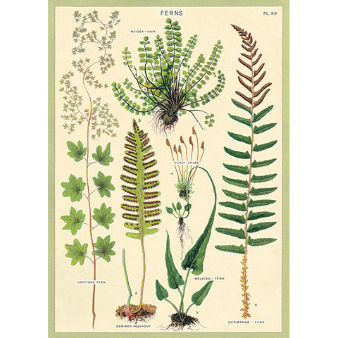 Cavallini Poster Ferns