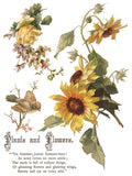 IOD Decor Transfer Flowers by the Poets 12"x16" 8-Pages Pad by Iron Orchid Designs