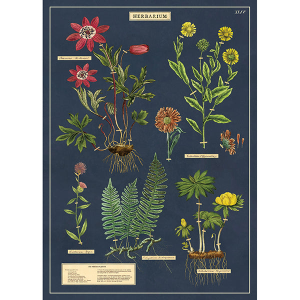 Cavallini Poster Herbarium