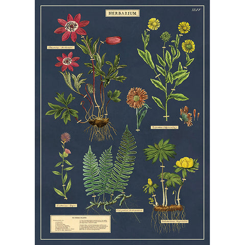 Cavallini Poster Herbarium