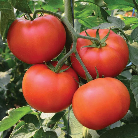 MIGardener Seeds Tomato Homestead