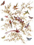 IOD Decor Transfer Madelein Madelyn 12"x16" 8-Pages Pad by Iron Orchid Designs