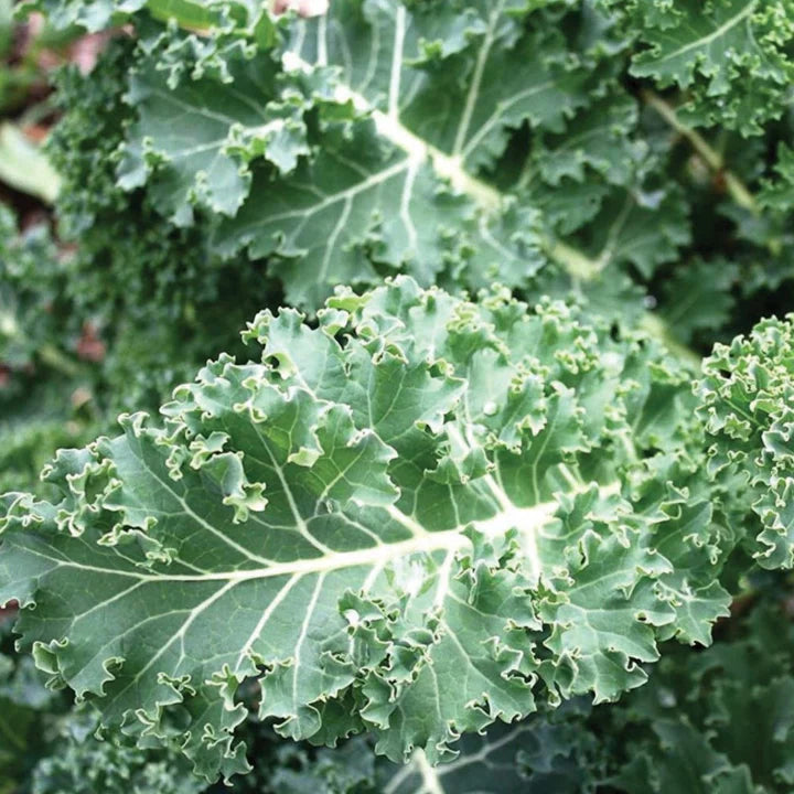 MIGardener Seeds Kale Blue Curled Scotch