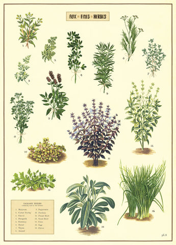 Cavallini Poster Herbs