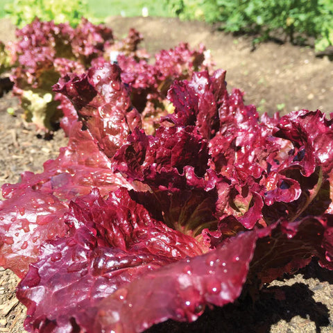 MIGardener Seeds Lettuce Ruby Red Leaf