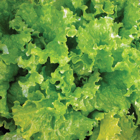 MIGardener Seeds Lettuce Slobolt