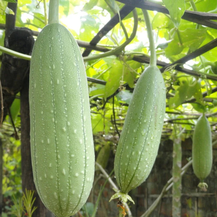 MIGardener Seeds Gourd Luffa