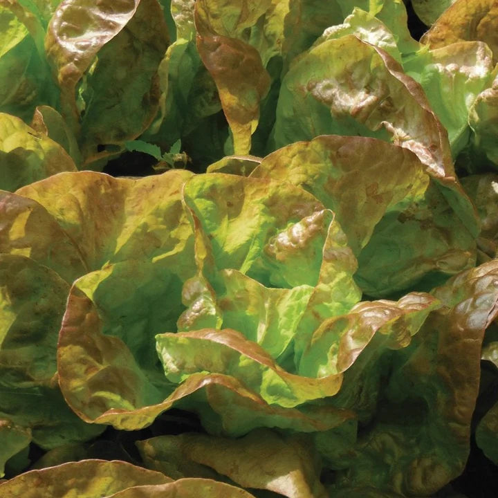 MIGardener Seeds Lettuce Marvel of Four Seasons