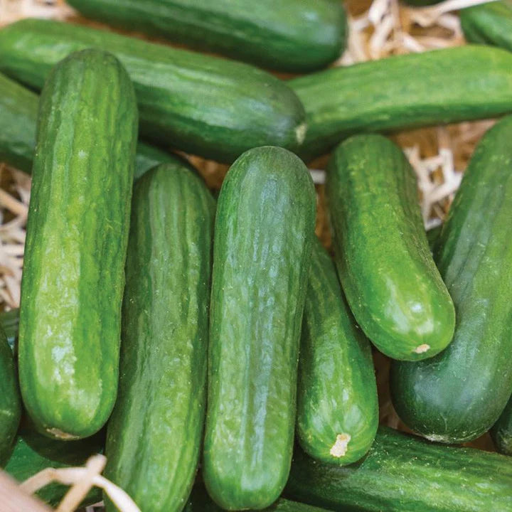 MIGardener Seeds Cucumber Muncher