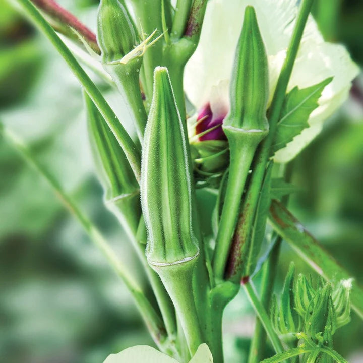 MIGardener Seeds Okra Clemson Spineless