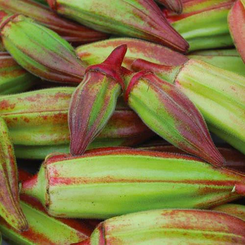 MIGardener Seeds Okra Hill Country Red
