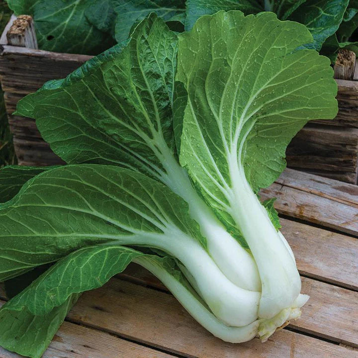 MIGardener Seeds Cabbage Pak Choi White Stem