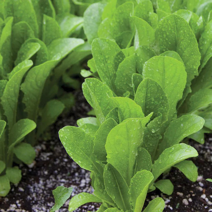 MIGardener Seeds Lettuce Parris Island Cos Romaine