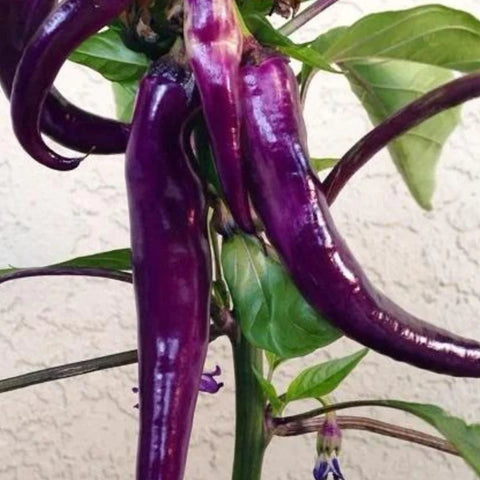 MIGardener Seeds Pepper Purple Cayenne