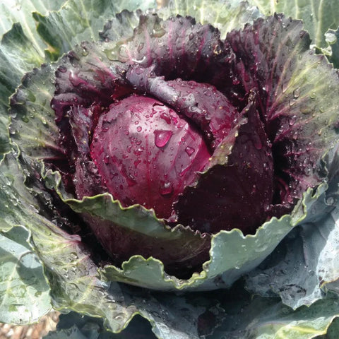 MIGardener Seeds Cabbage Red Acre