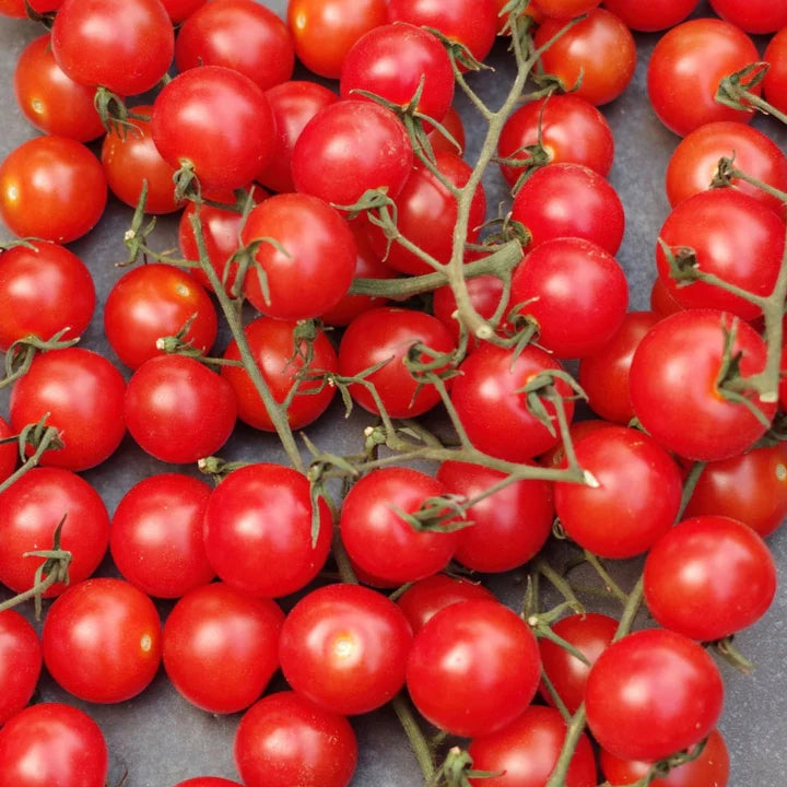 MIGardener Seeds Tomato Red Centiflor