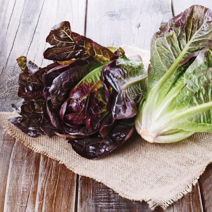 MIGardener Seeds Lettuce Red Romaine