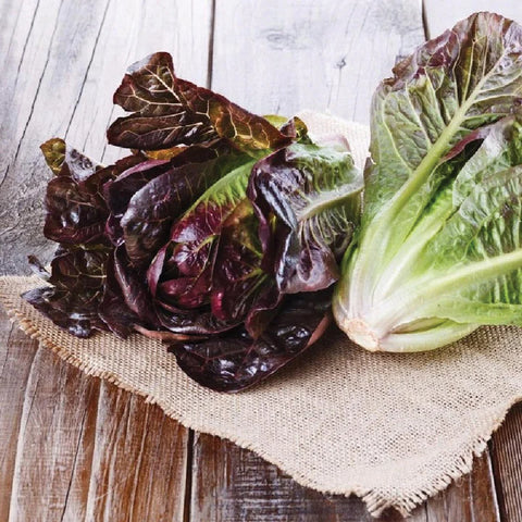 MIGardener Seeds Lettuce Red Romaine