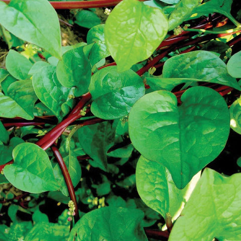 MIGardener Seeds Red Malabar Spinach