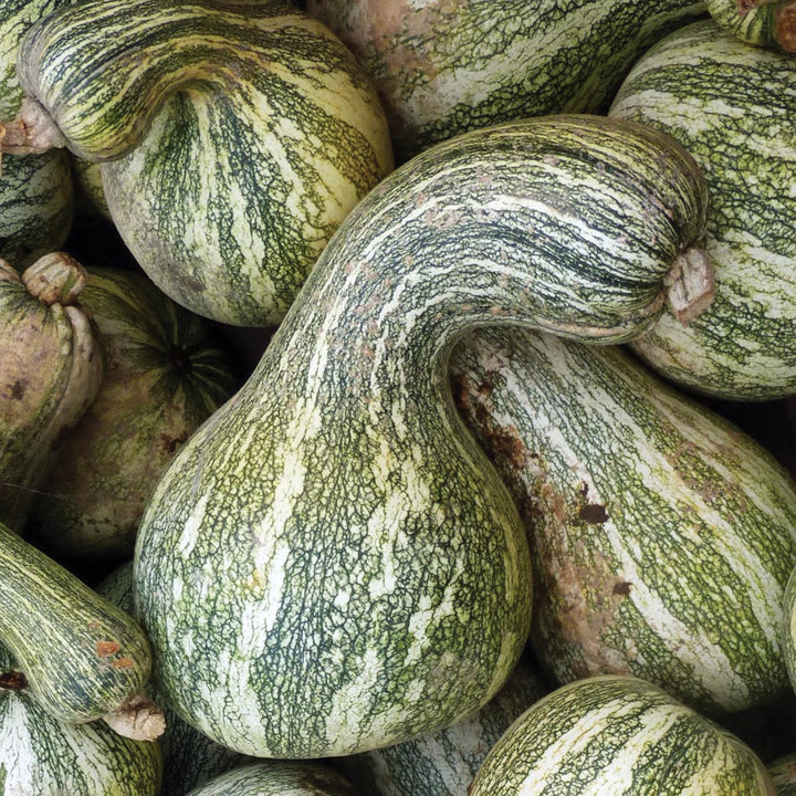 MIGardener Seeds Squash Cushaw Green Stripe