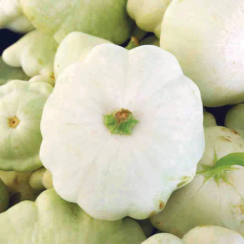 MIGardener Seeds Squash White Scallop