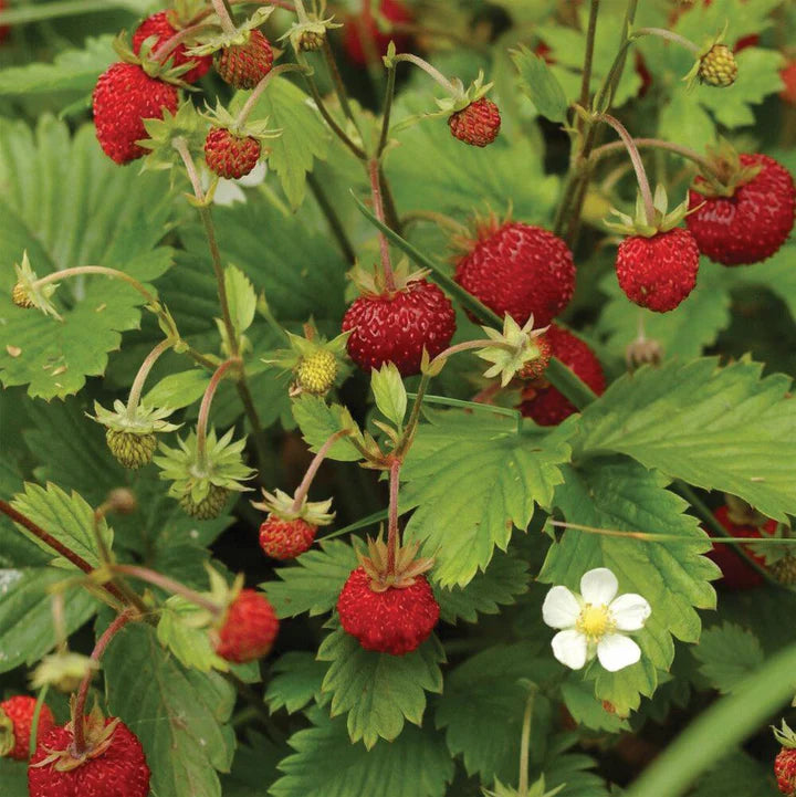 MIGardener Seeds Strawberry Alexandria
