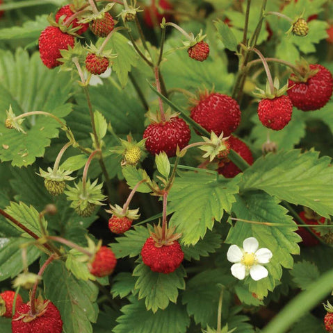 MIGardener Seeds Strawberry Alexandria
