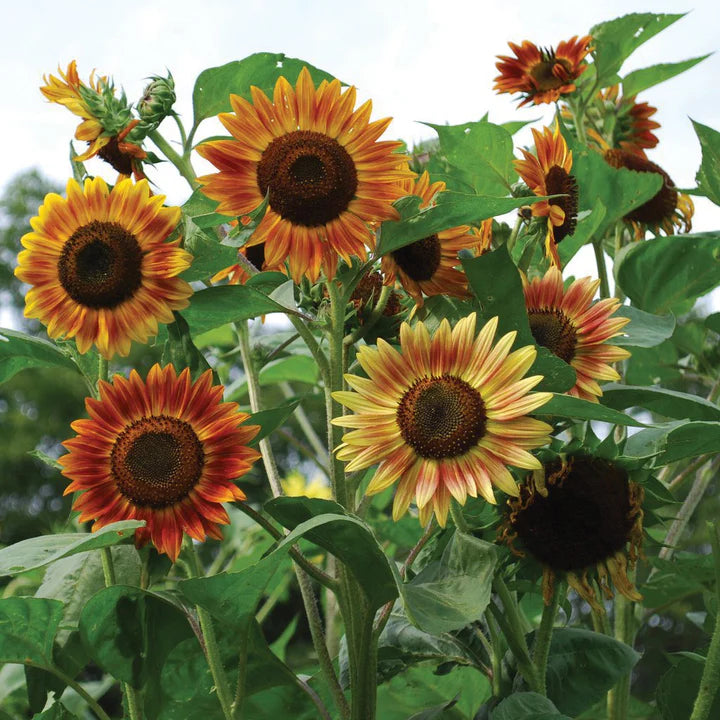 MIGardener Seeds Sunflower Evening