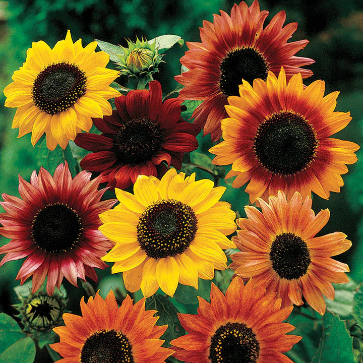 MIGardener Seeds Sunflower Mixed