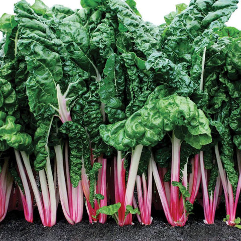 MIGardener Seeds Swiss Chard Pink