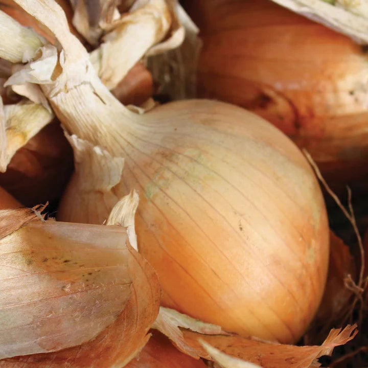 MIGardener Seeds Onion Texas Early Grano 502