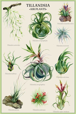 Cavallini Poster Tillandsia Air Plant