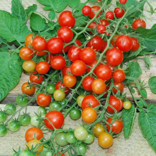 MIGardener Seeds Tomato Tess' Land Race Currant