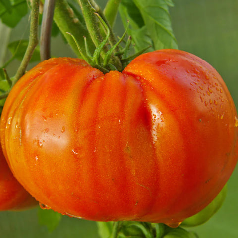 MIGardener Seeds Tomato Abe Lincoln