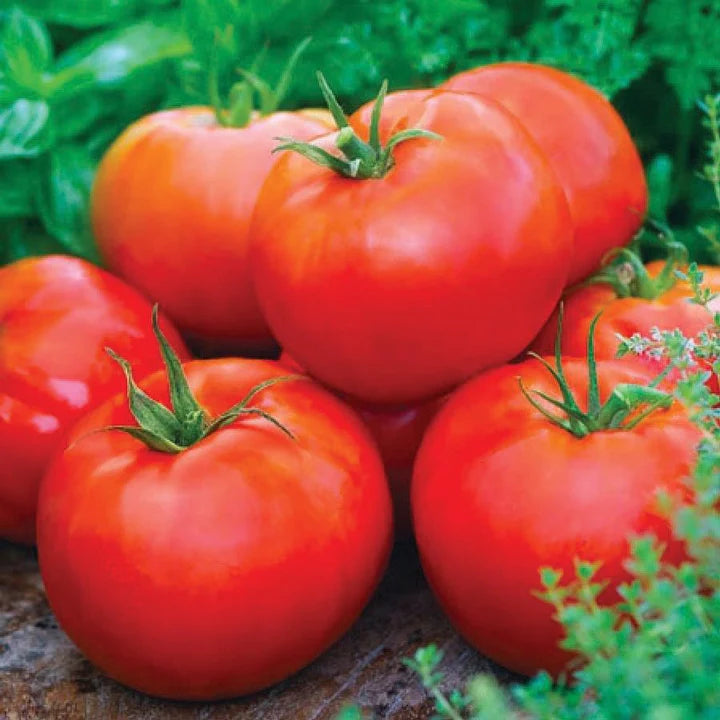 MIGardener Seeds Tomato Ace55 Homestead Collection