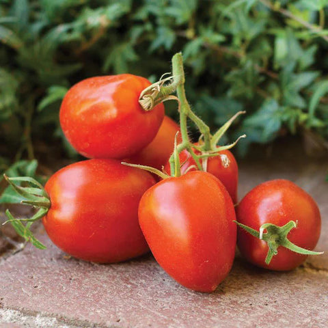 MIGardener Seeds Tomato Amish Paste