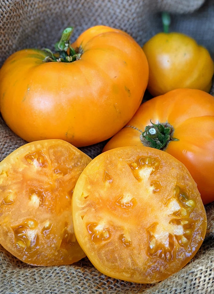 MIGardener Seeds Tomato Dr Wyche's Yellow