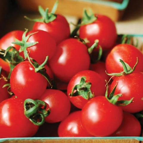 MIGardener Seeds Tomato Large Red Cherry