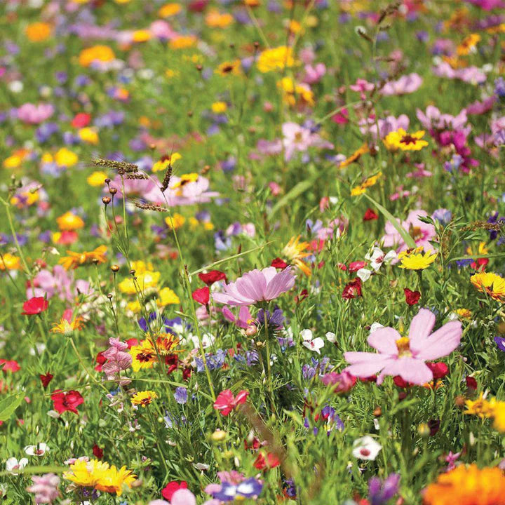 MIGardener Seeds Upland Wildflower Mix