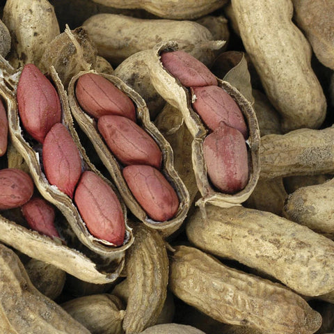 MIGardener Seeds Virginia Peanut