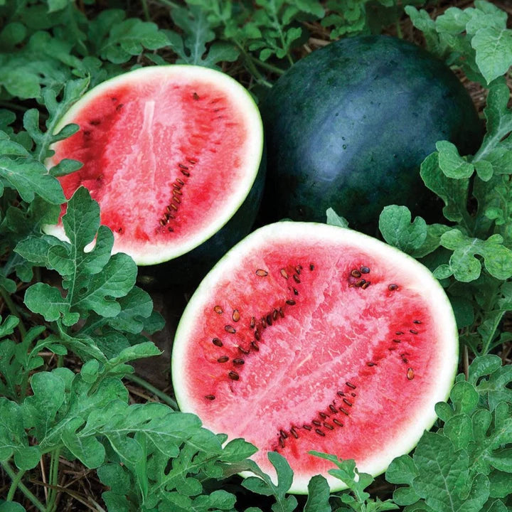 MIGardener Seeds Watermelon Sugar Baby