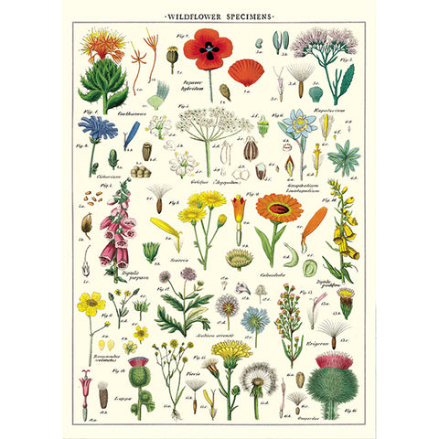 Cavallini Poster Wildflowers