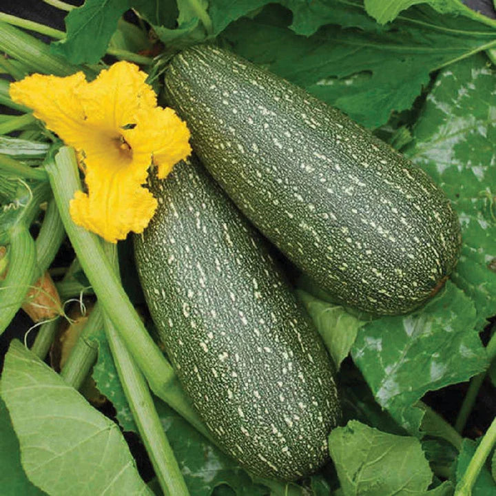 MIGardener Seeds Zucchini Grey