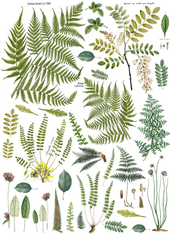 IOD Decor Transfer Fronds Botanical 24 x 33" by Iron Orchid Designs